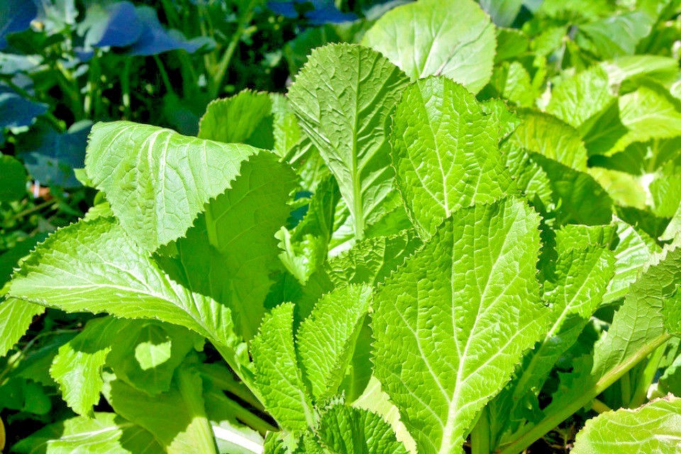 600+Florida Broadleaf MUSTARD GREENS Seeds Organic Spring Fall Garden Container