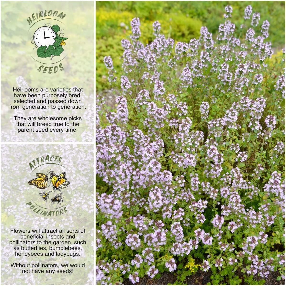 40,000 Heirloom Wild Creeping Thyme Seeds for Vibrant Rock & Butterfly Gardens