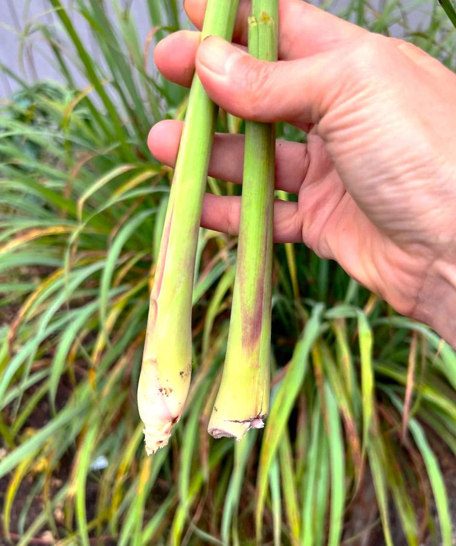 West Indian Lemongrass Seeds | Citronella Lemon Grass Mosquito Repellent 2025