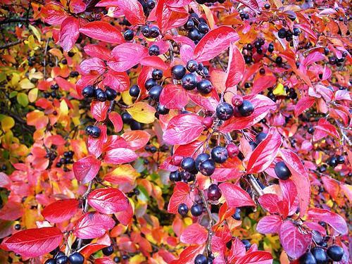 Black Chokeberry Shrub Seeds, Aronia melanocarpa
