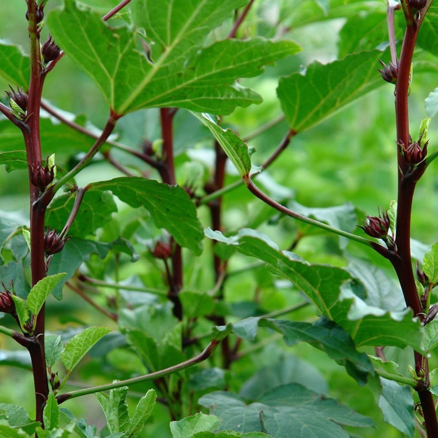 Red Roselle Hibiscus sabdariffa – Packet of 50 Seeds
