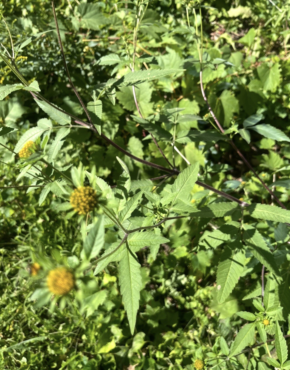 Purple Stem Sticktights BUTTERFLY🦋 NESTS Seeds – Yellow flowers💚shade
