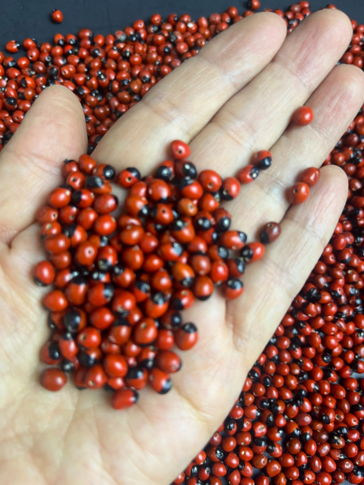 Lot of 100 New Baby Huayruro Seeds Red and Black Drilled 5 to 6 mm