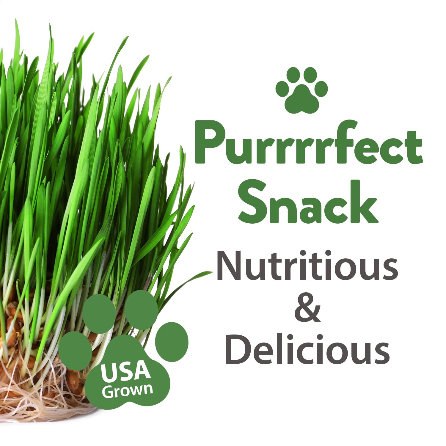 2,160+ Cat Plant Seeds Mix – Non GMO Heirloom Catnip, Lemongrass, Licorice, T…