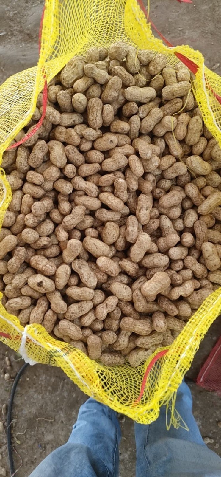 100 pcs Peanut Seeds for Planting. Raw Virginia Peanuts Seed for Home Garden