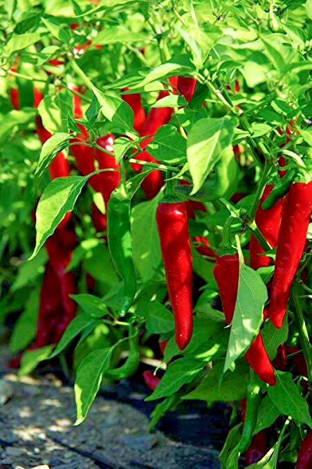 Peppers Hot Chili Cayenne Thin – Anaheim Chili – Cayenne Piñata Blend, non GMO