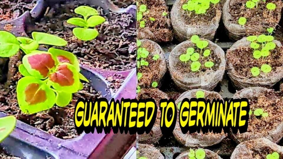 JIM’s CHOICE 8 PACK COLORFUL COLEUS SEEDS FREE SHIPPING