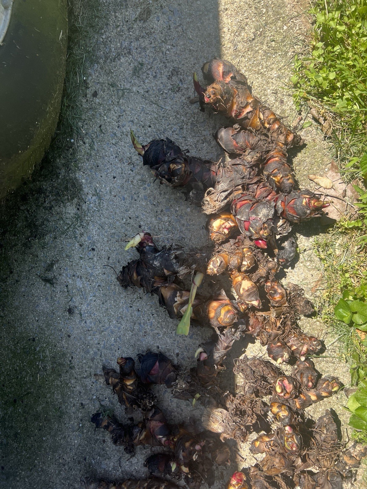 5lbs – Red Canna Lily Rhizomes, 8-12ft Tall!