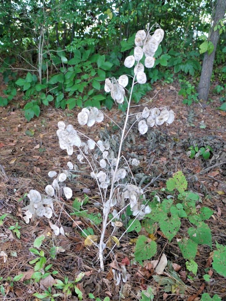 50+MONEY PLANT Flower Seeds Native Wildflower Ornamental Garden Container Easy