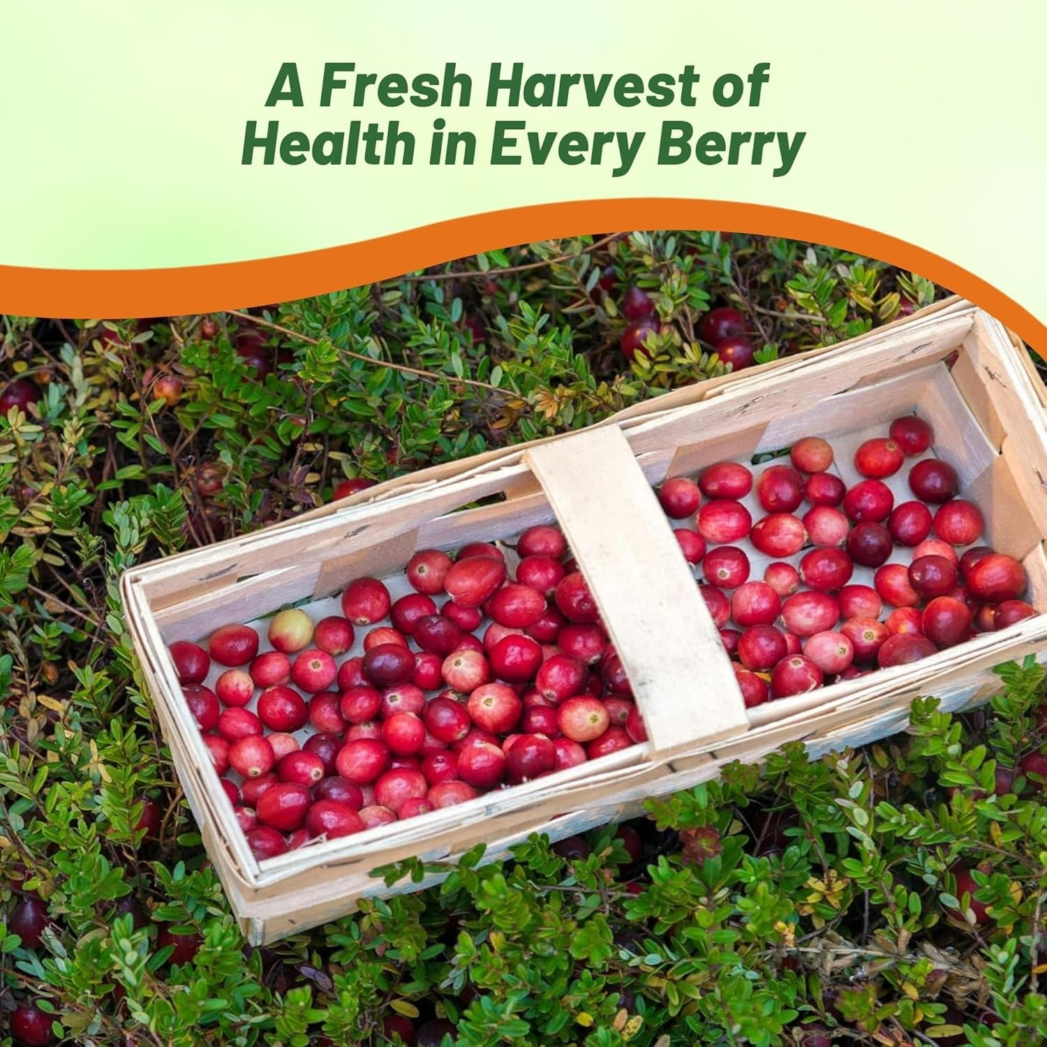 250 Seeds Buy Vaccinium Macrocarpon Cranberry Seeds