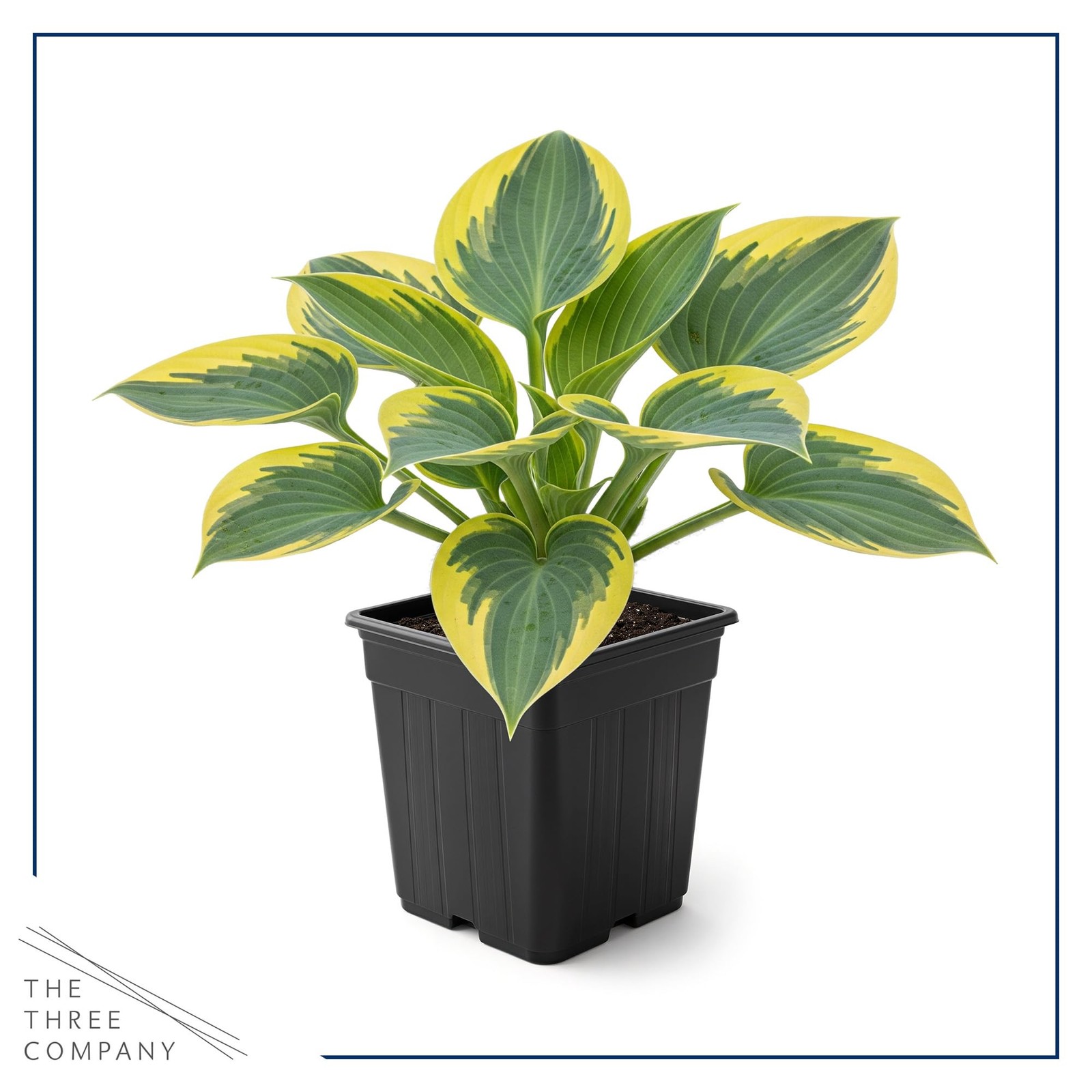 Hosta Plants First Frost Variety, 3 Per Pack, 10″ Tall, 1 Qt Pot