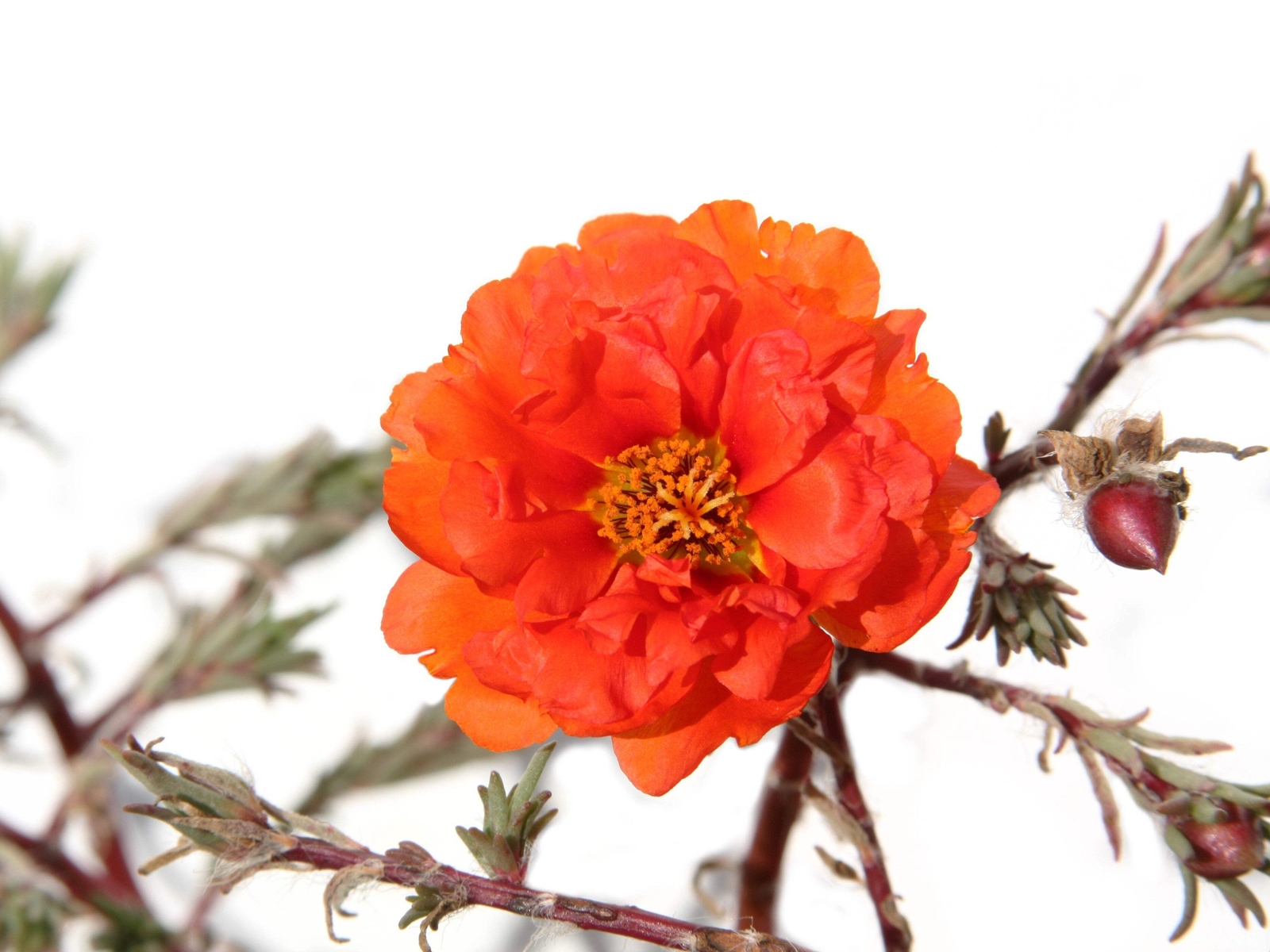 100 ORANGE PORTULACA Moss Rose Portulaca Grandiflora Flower Seeds *Comb S/H
