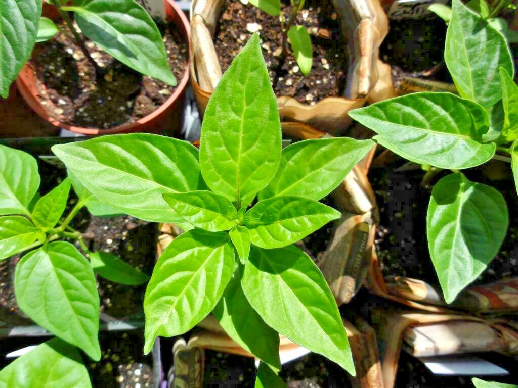 101+CAYENNE Hot Red PEPPER Seeds Organic Summer Vegetable Garden Container Easy