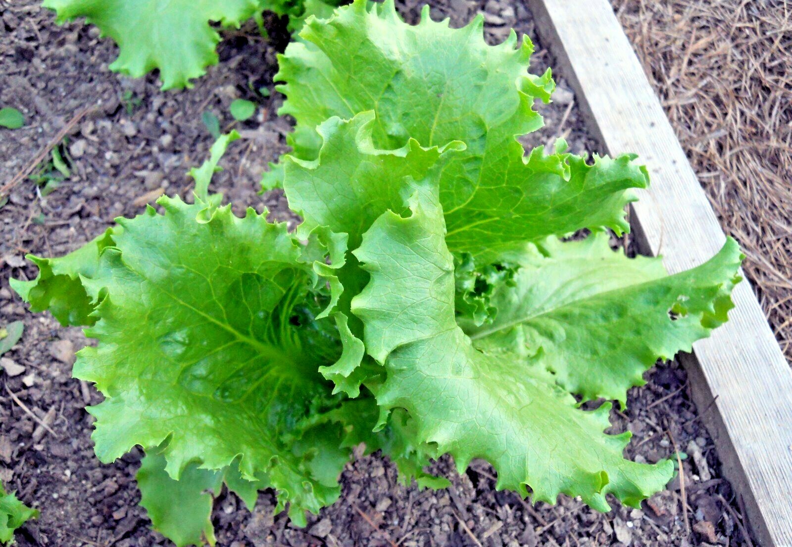601+GREAT LAKES BATAVIAN Head Lettuce Seeds Organic Spring Fall Garden Container