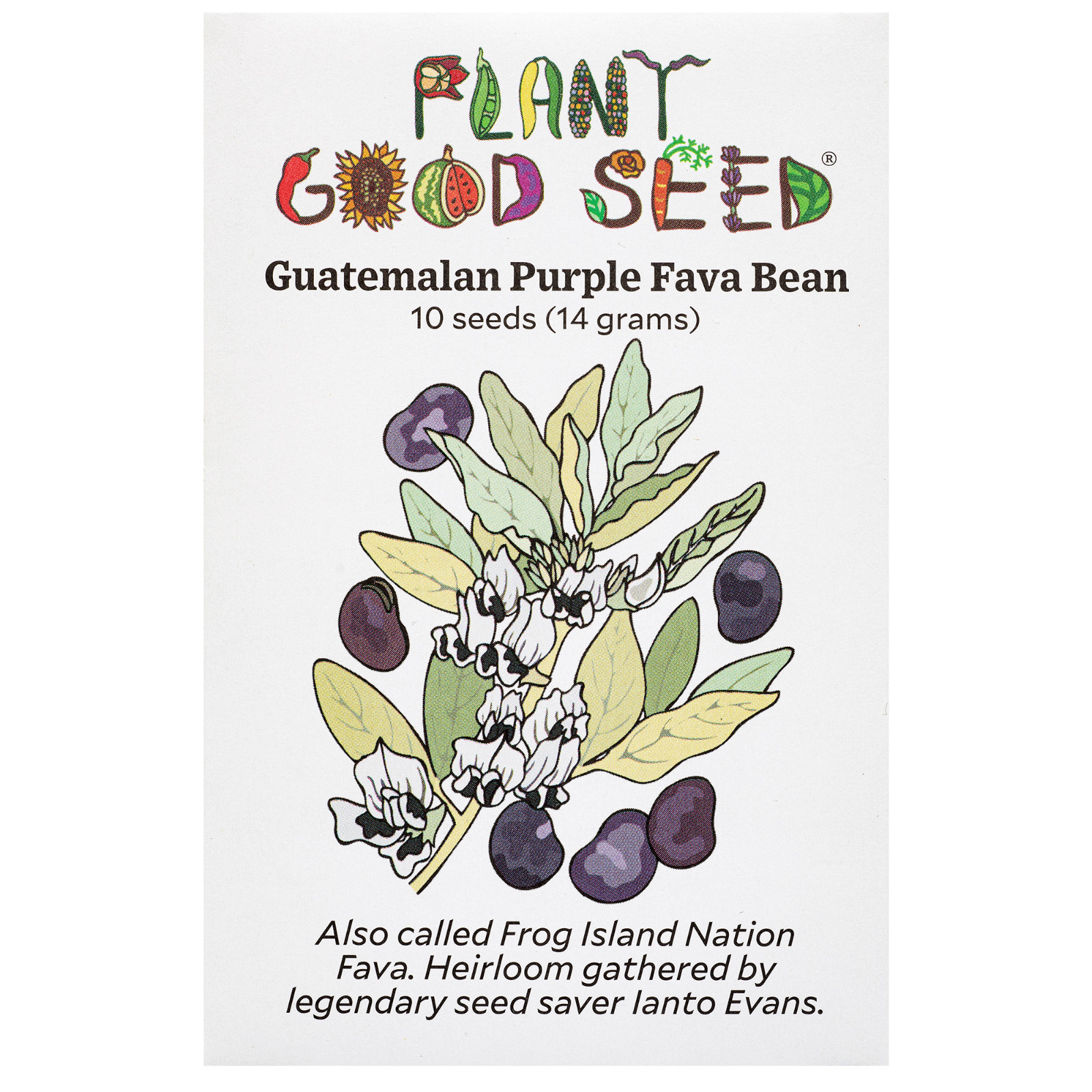 Guatemalan Purple Fava Bean Organic Seed Packet: Frog Island Nation Fava in Bulk