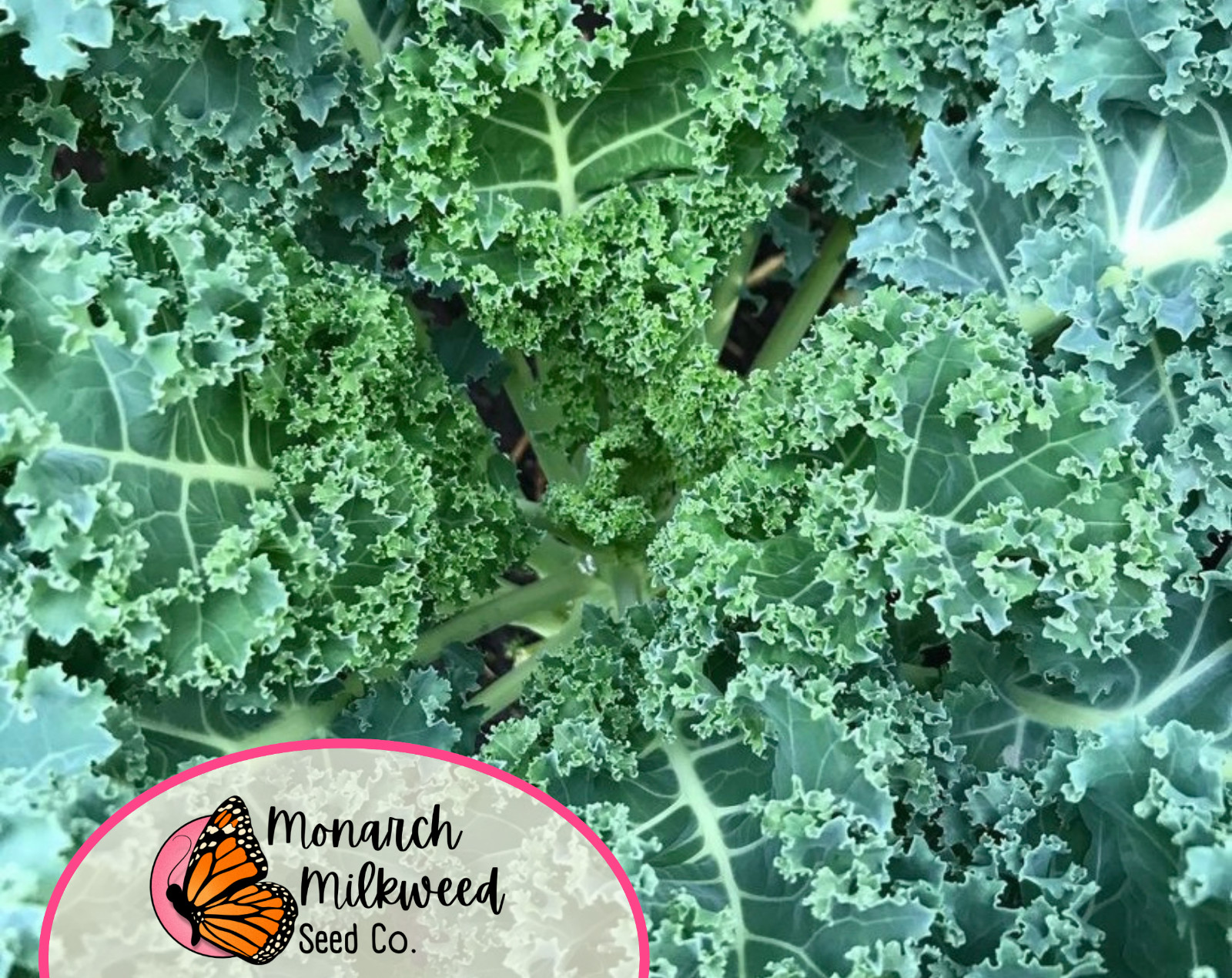 2500+ Kale Seeds ‘Vates Blue Scotch Curled’ | Heirloom, Non-GMO Vegetable Seeds
