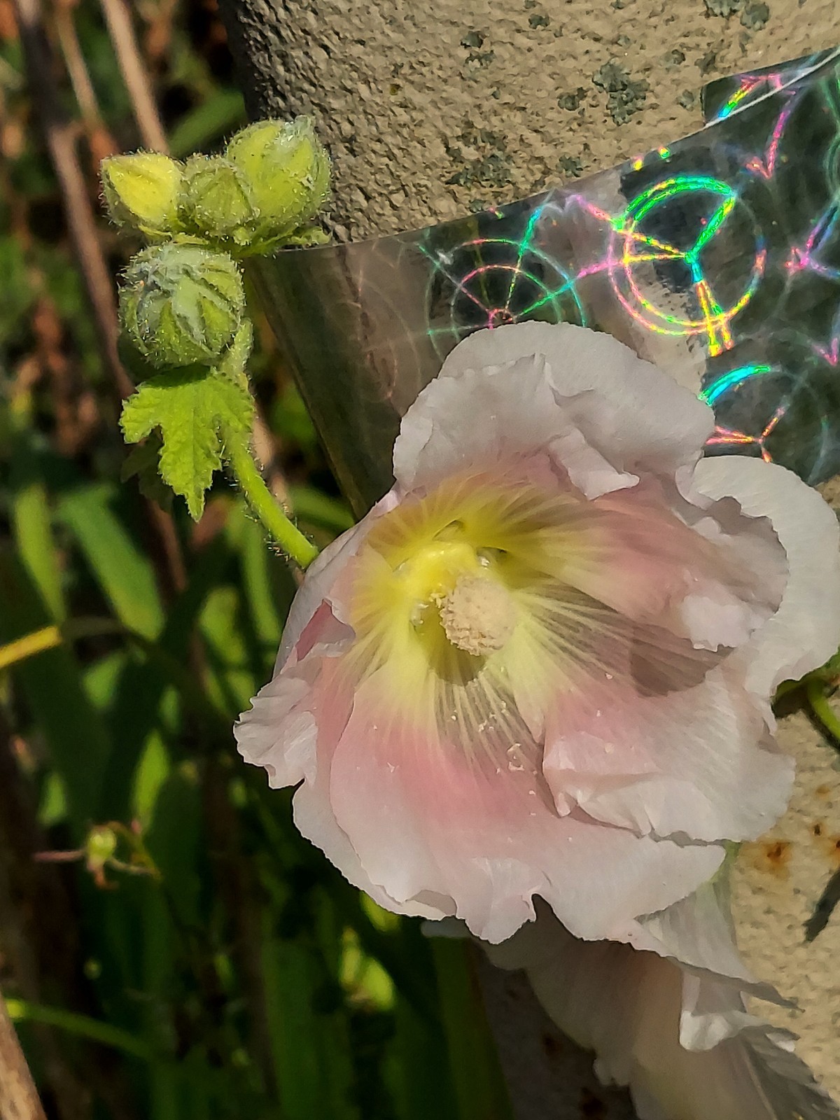 Pink and White Hollyhock Biennial Old Fashioned Flower 25 Seeds USA Seller