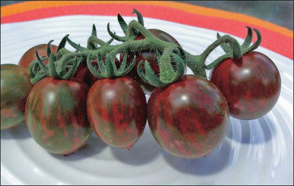 30+ Chocolate Cherry Tomato Seeds – Super Sweet – Heirloom – Organic —- RARE