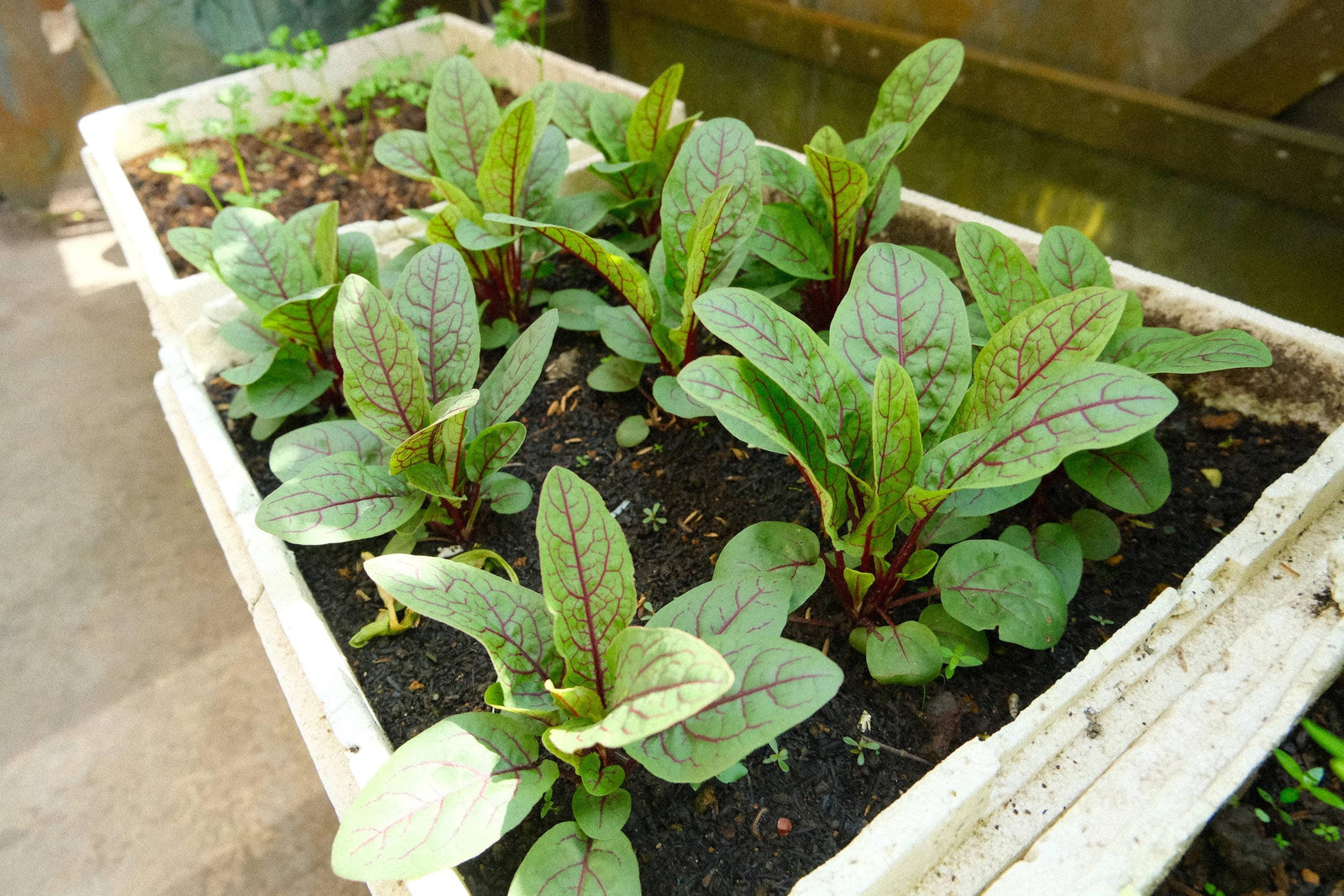 Red Veined Sorrel Seeds, Colorful Salad Greens, Fast Shipping, Tracking Included