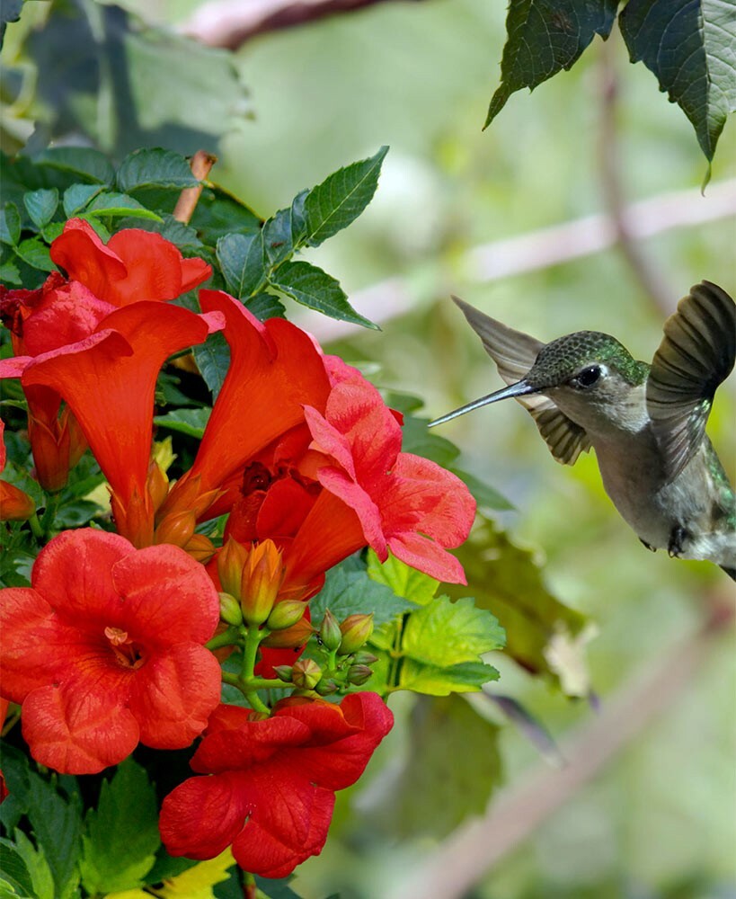 Trumpet Vine Seeds! Beautiful! Hummingbird Attractant! 25+ Seeds!