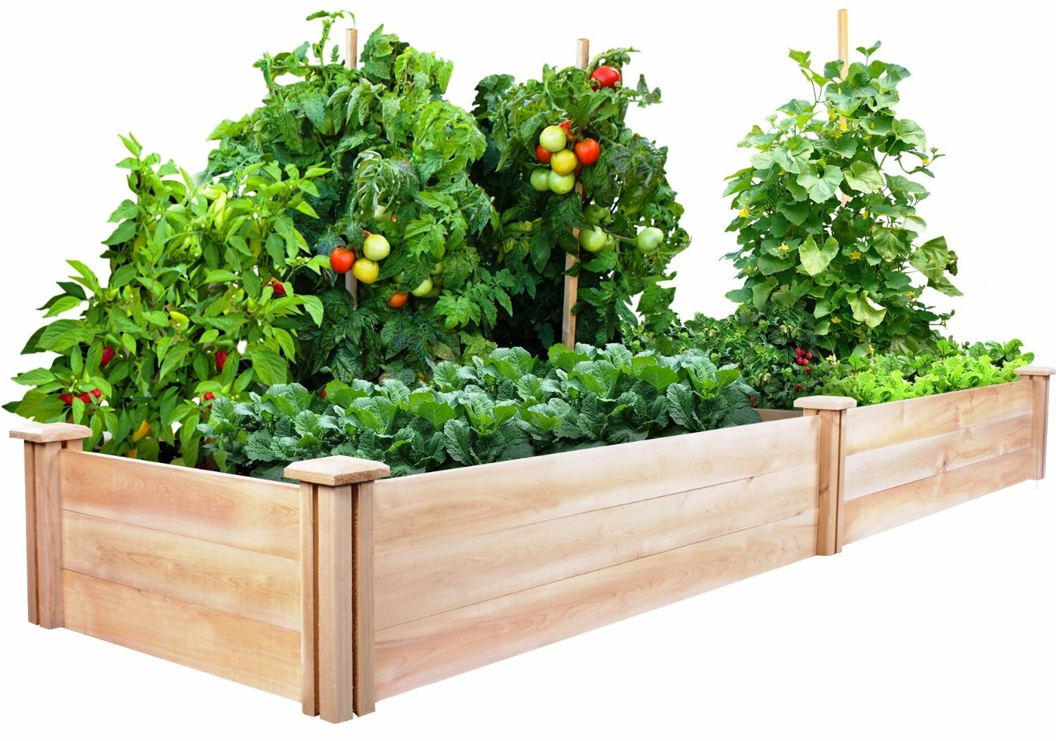 Essential Survival Kit Perfect Vegetable Garden Save Seed 5 Varieties FREE SHIP!