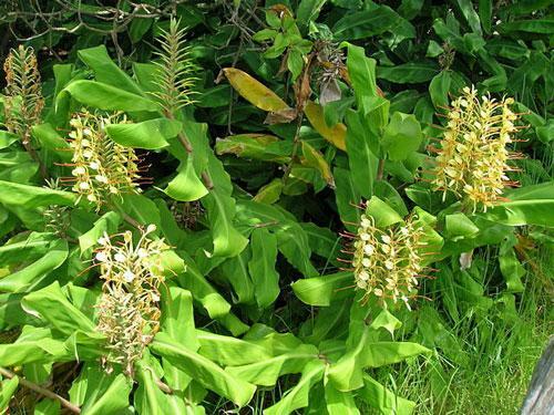 Hedychium gardnerianum | Himalayan Ginger | Kahili Ginger | 5 Seeds