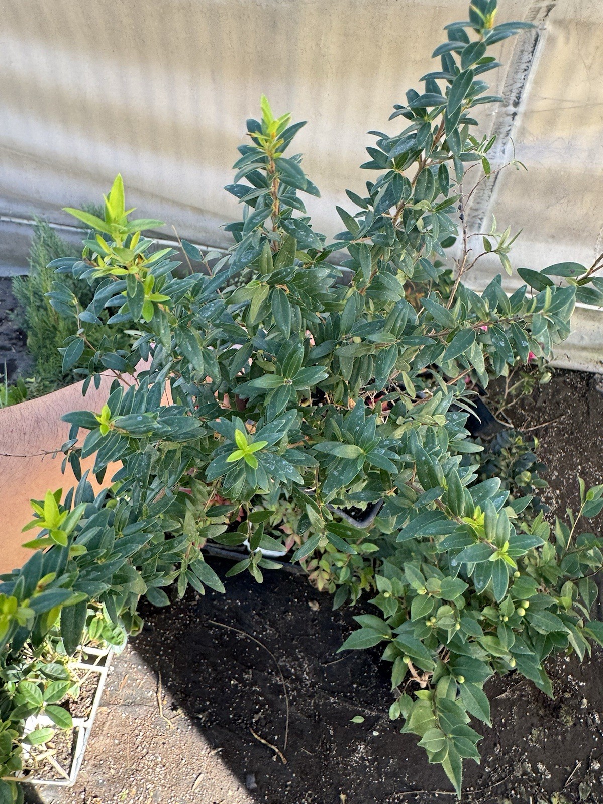 🌿 Myrtus communis ‘Compacta’ — Dwarf Myrtle Evergreen Shrub Live Plant 🌿