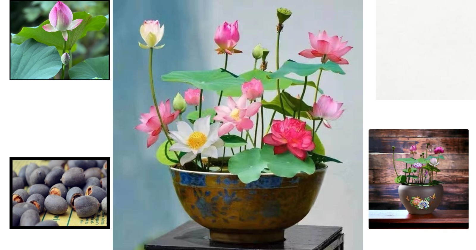 10pcs Exquisite Pink, Red & Green Lotus Seeds – Water Lily for Indoor & Outdoor