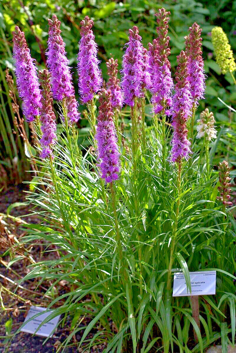 LIATRIS SPIKATA 101 SEEDS, PURPLE, A FEW WHITE, BLAZING STAR, GAYFEATHER