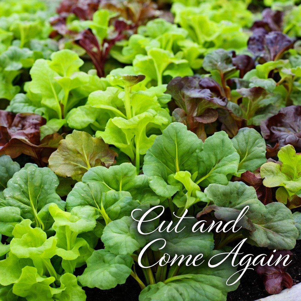 1000 Chef’s Salad Garden Lettuce Mix Seeds -5 Heirloom Varieties -Non-GMO-USA!