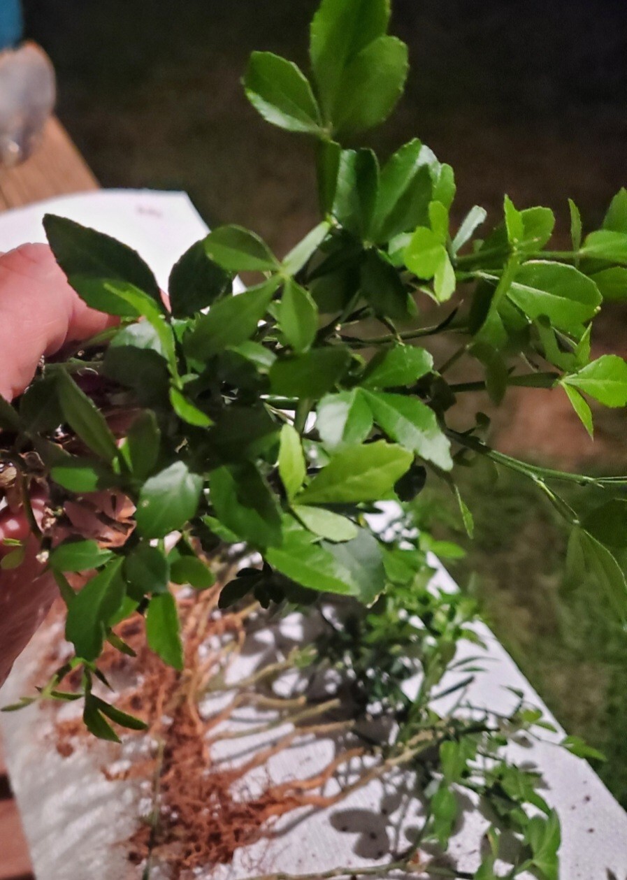 Poncirus Trifoliata Citrus Trifoliate Oranges (20 Ct) Year 2 Seedlings 6-10″ 🍊