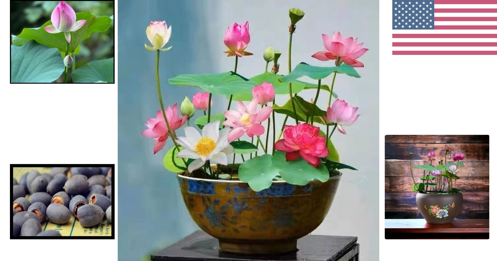 10pcs Mixed Pink, Red & Green Lotus Seeds for Indoor & Outdoor Water Gardens …