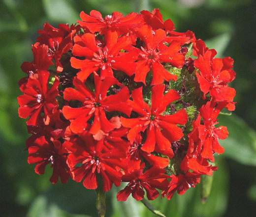 MALTESE CROSS Lychnis Chalcedonica – 1,000 Seeds