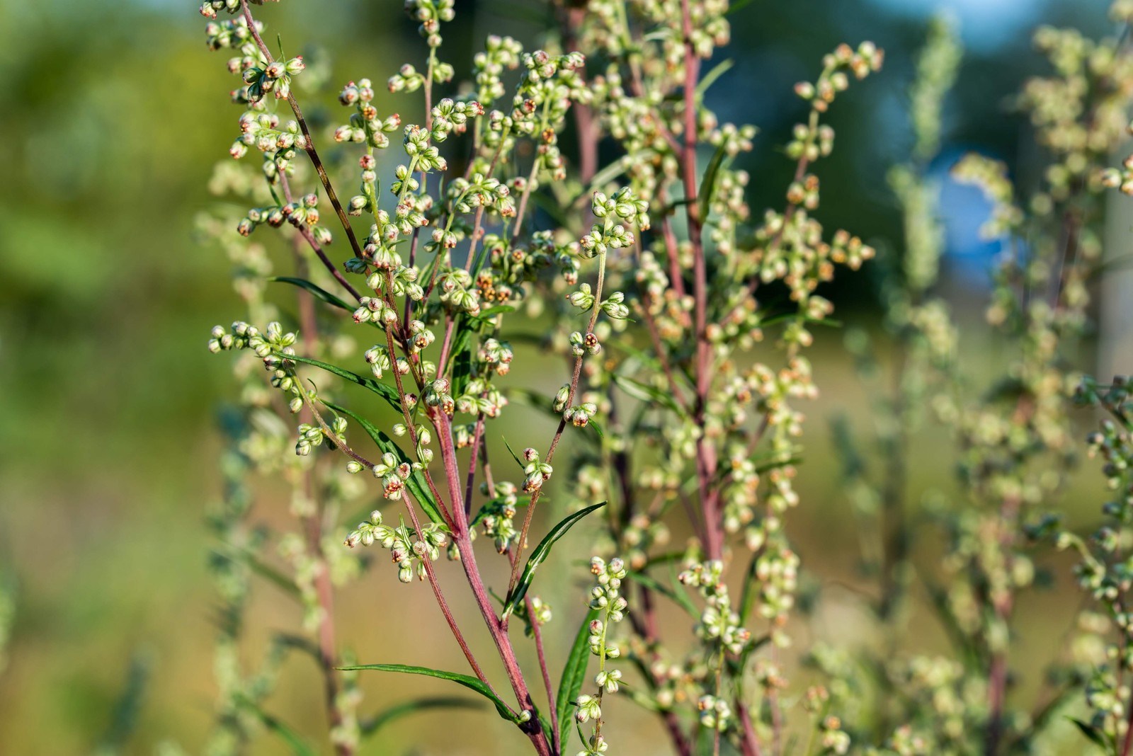 500 BEACH WORMWOOD Artemisia Caudata Silvermound Red Sagewort Herb Flower Seeds