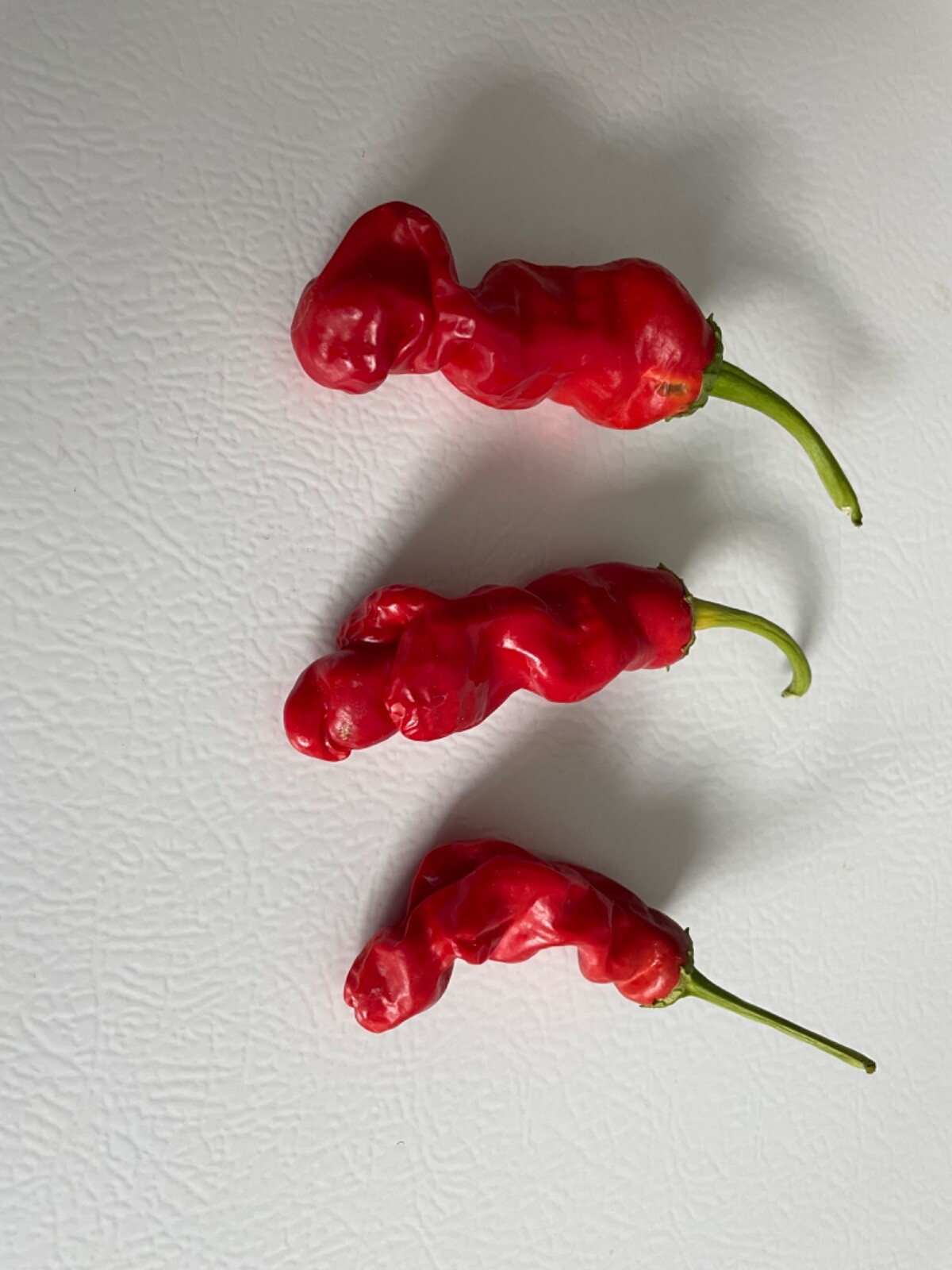 40+ Rare Red Authentic Penis Peter Pepper Seeds. Hot Heirloom Non Gmo