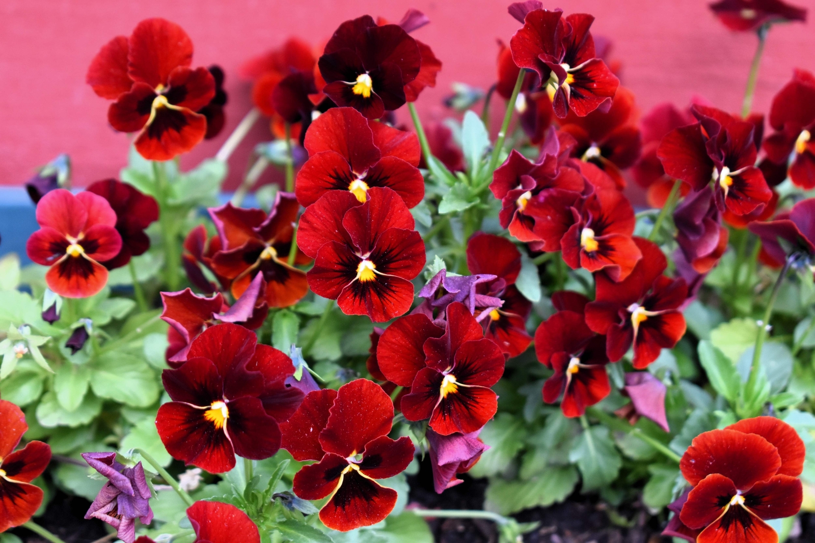 50 RED & BROWN PANSY Swiss Giant Viola Wittrockiana Violet Flower Seeds *Flat SH