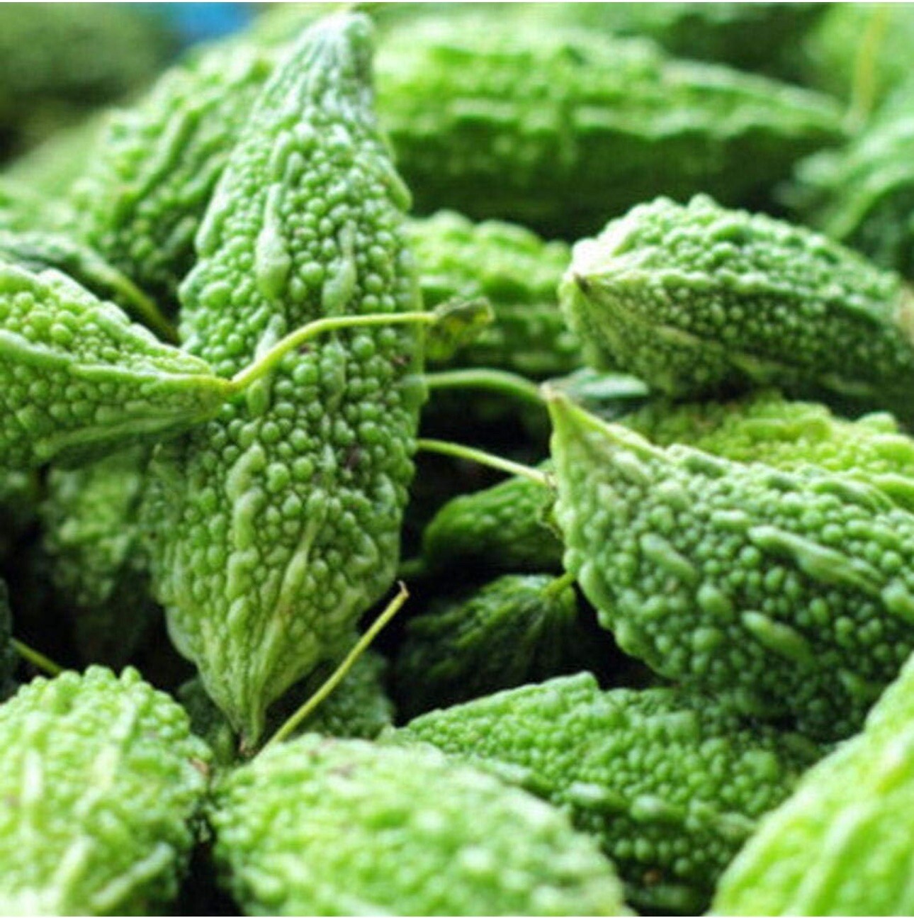20 Green Bitter Gourd Vine Seeds for Planting Bitter Melon Gourd