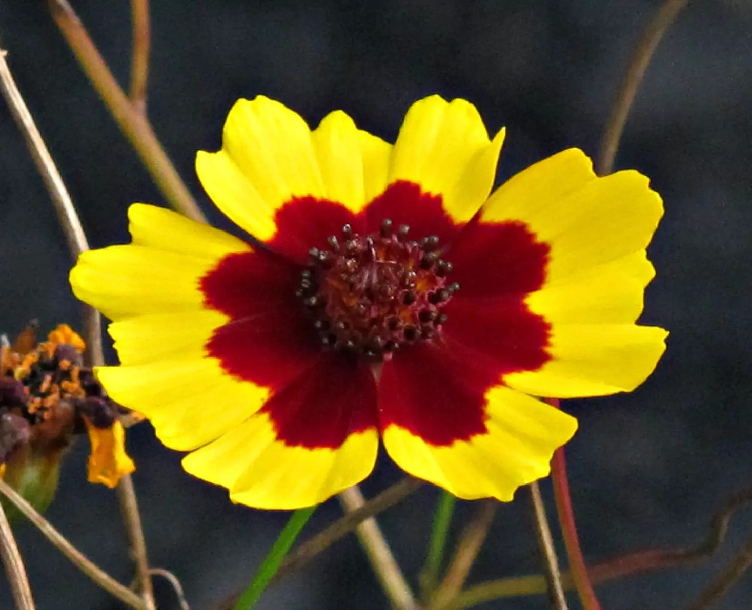 200+ Plains Coreopsis Seeds -Edible – Medicinal – Drought Resistant —- FRESH