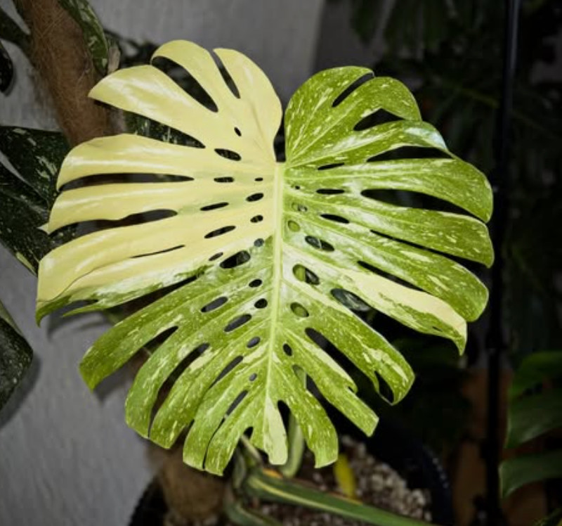 Thai Constellation Monstera Live Plant 4-6 Inches Tall Healthy Rooted Variegated