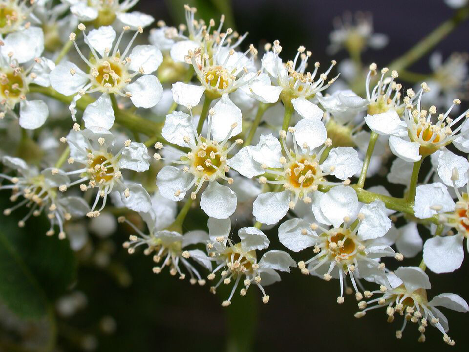 Black Cherry, Prunus serotina, Tree Seeds (Edible, Hardy, Fast, Fall Color)