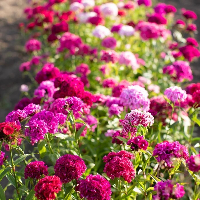 75+ Sweet William Super Duplex Mix seeds