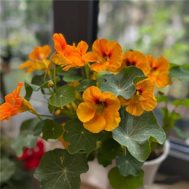 20+Tall Nasturtium Seeds Mix(Tropaeolum majus) Edible Garden Flowers USA