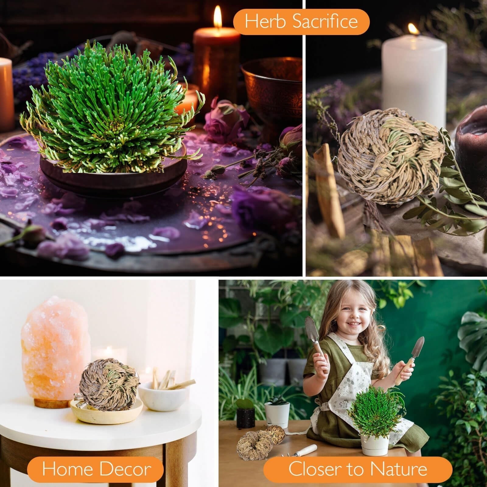 4-Pack Large Premium Dried Rose of Jericho, Selaginella Resurrection Grass, D