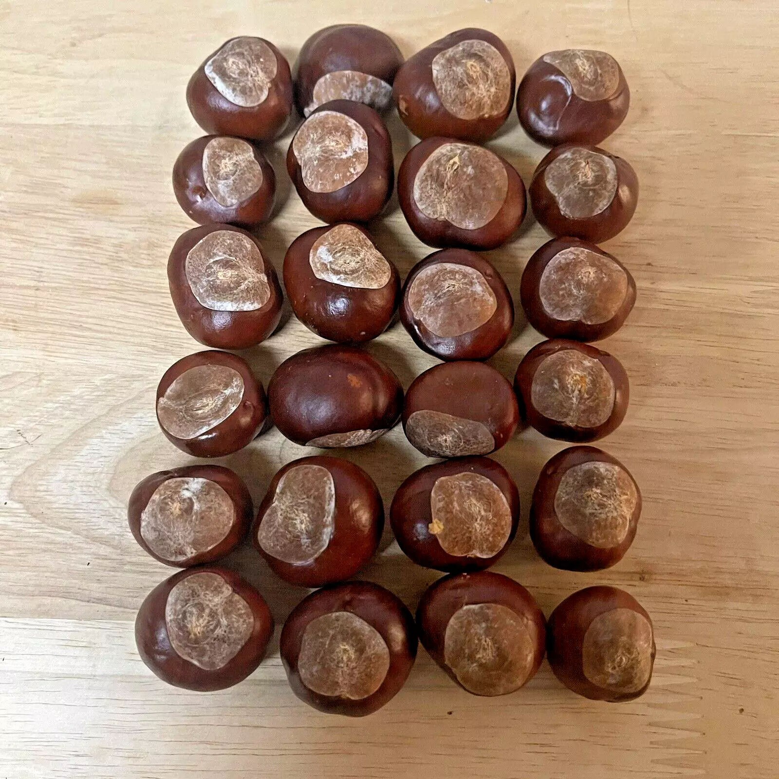 24 European Horse Chestnut Buckeye Seeds Aesculus Hippocastanum Conker Nut Tree