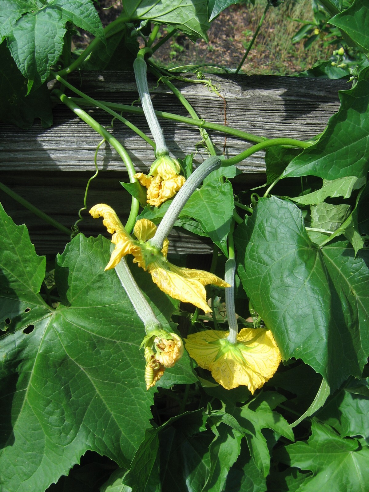 Long Vegetable Luffa Seeds High Yield (loofah sponge gourd, Luffa cylindrica)