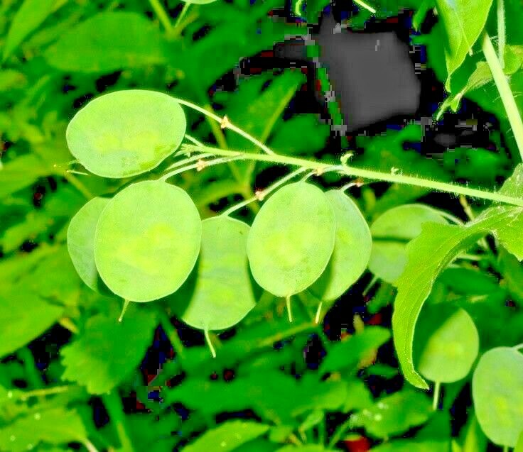 50+MONEY PLANT Flower Seeds Native Wildflower Ornamental Garden Container Easy