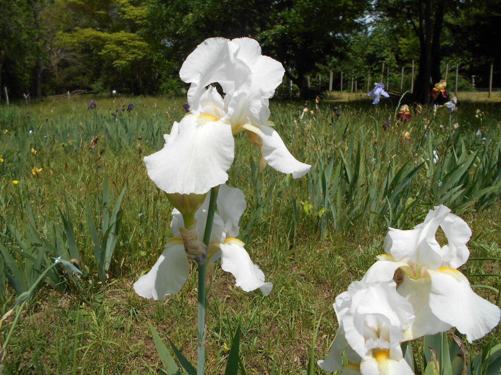 3 Tall Bearded Iris, White with Yellow Beards, Large Flowers, Fragrant