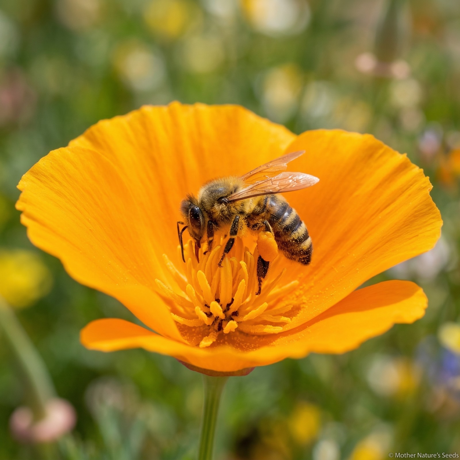 Landscaper’s Pack Super Mix SAVE THE BEES Bulk Wild flowers Non-GMO 3000 Seeds!