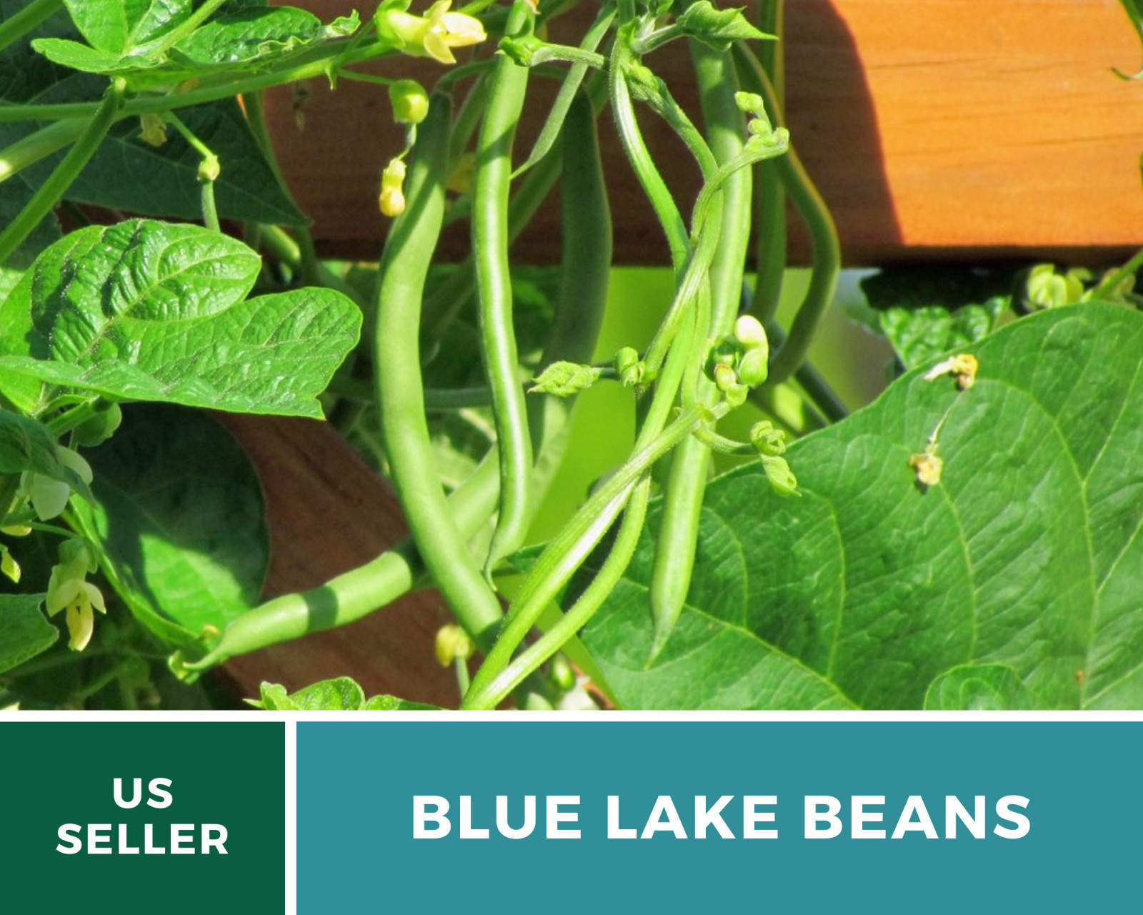 Bean, Blue Lake – 50 Seeds, Pole, Heirloom Vegetable (Phaseolus vulgaris)