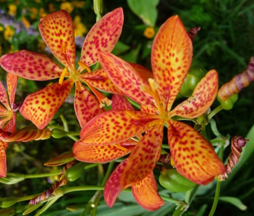 2 Blackberry Lily (aka- Leopard lily)~live, shipped bare-root